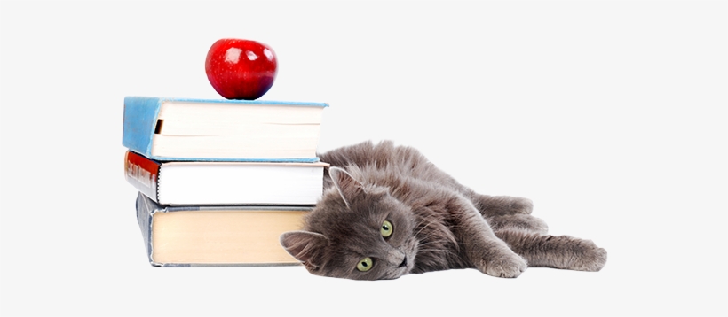 Cat With Books Transparent Small - Dog Cat Back To School, transparent png