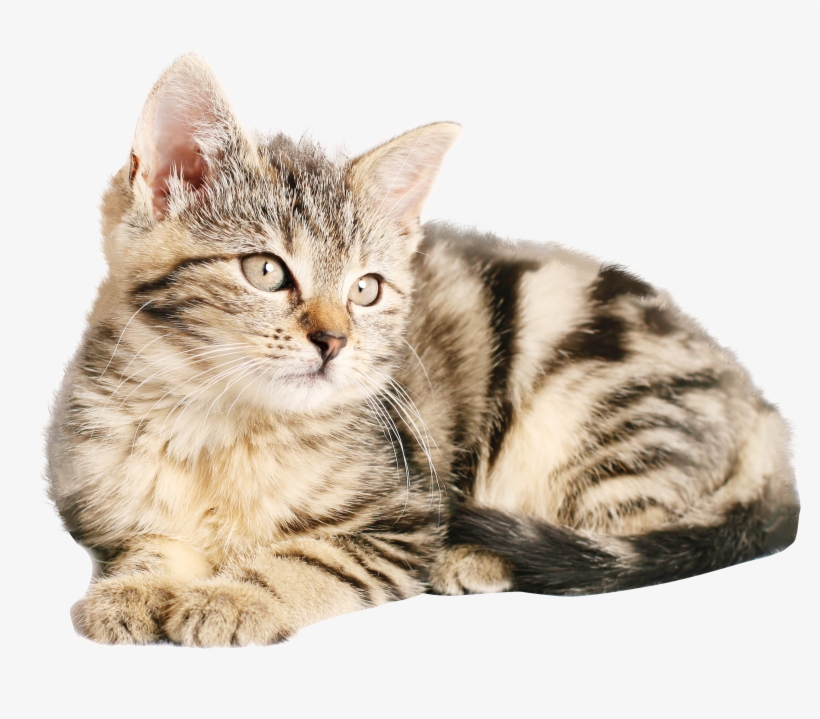 Png Images Of Cat, transparent png