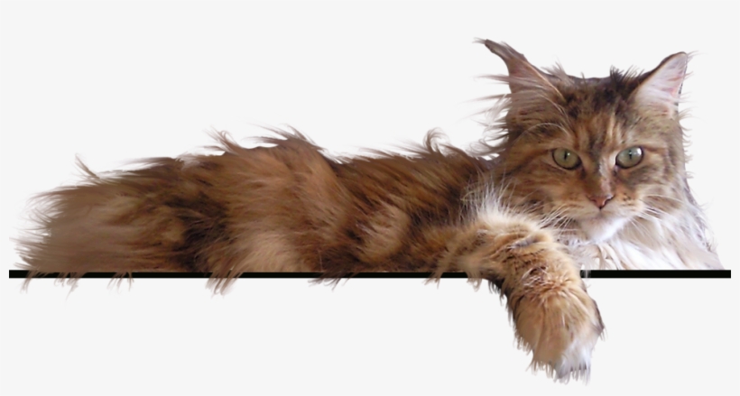 Home Page Png - Maine Coon Cats Png, transparent png