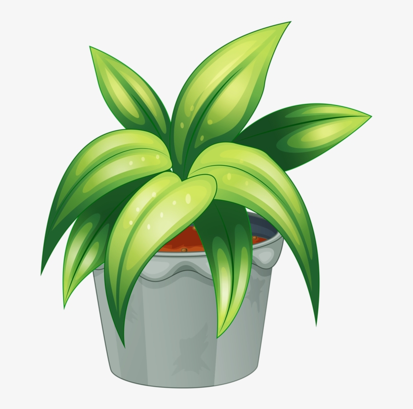 Pot Plant Clipart Botany - Flowering Plant And Non Flowering Plant, transparent png