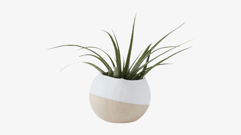 White Air Plant Pot - White Vase Plant Png, transparent png