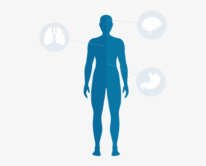 Body Download Png - Aorta, transparent png