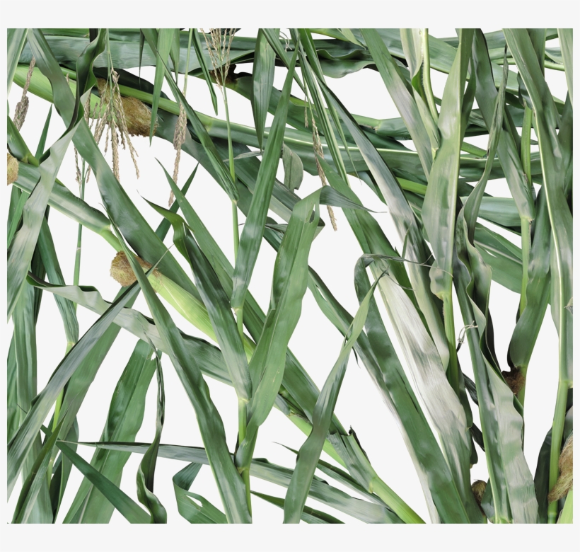 E013 Green Corn - Maize, transparent png
