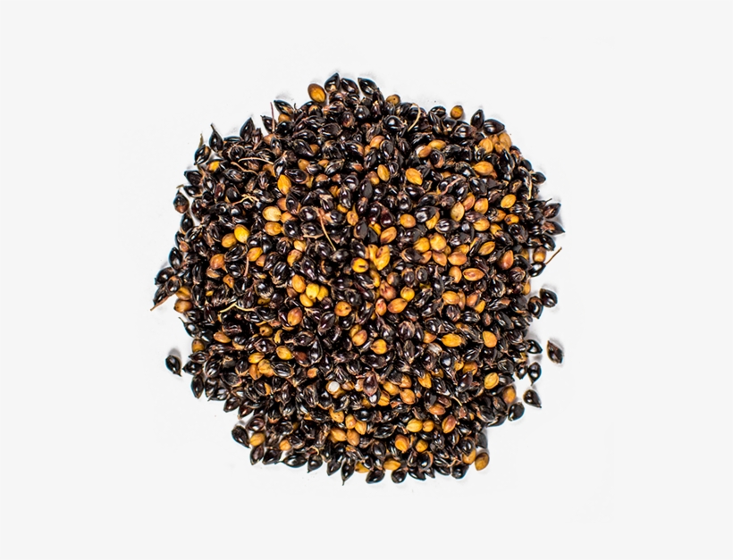 Date Palm, transparent png