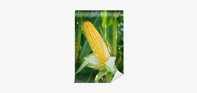 Corn Maize Ear On Stalk In Field Wall Mural • Pixers® - Maize, transparent png