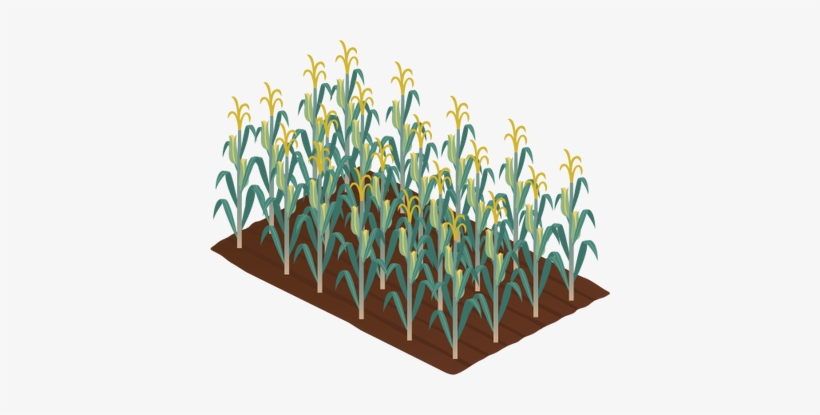 Drawn Corn Corn Crop - Corn Crop, transparent png