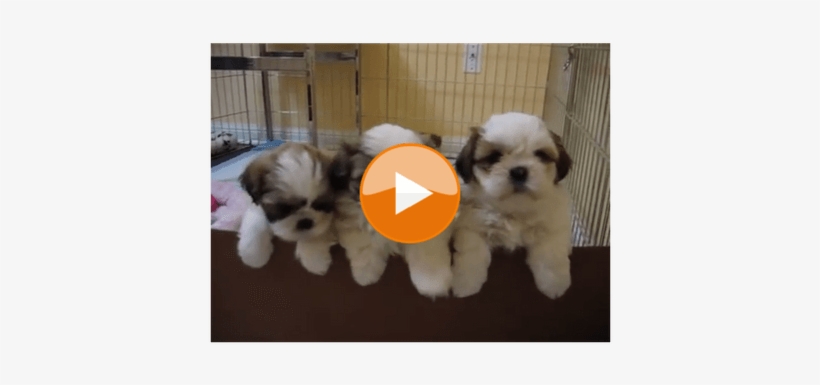 12 Best Shihtzu Youtube Videos - Süße Hunde, transparent png