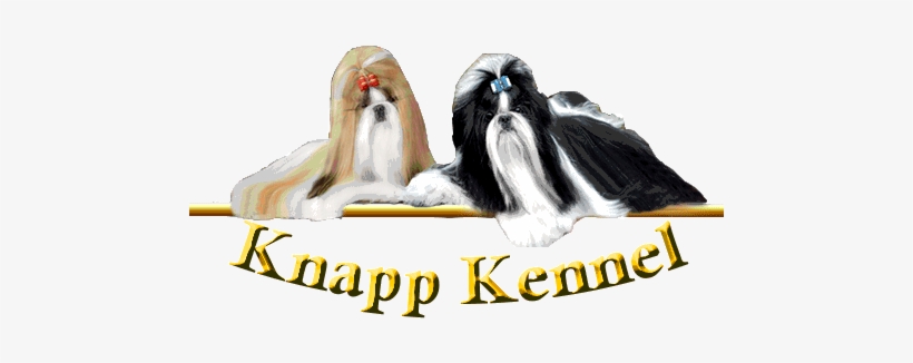 Shih Tzu Knapp Kennel - Shih Tzu, transparent png