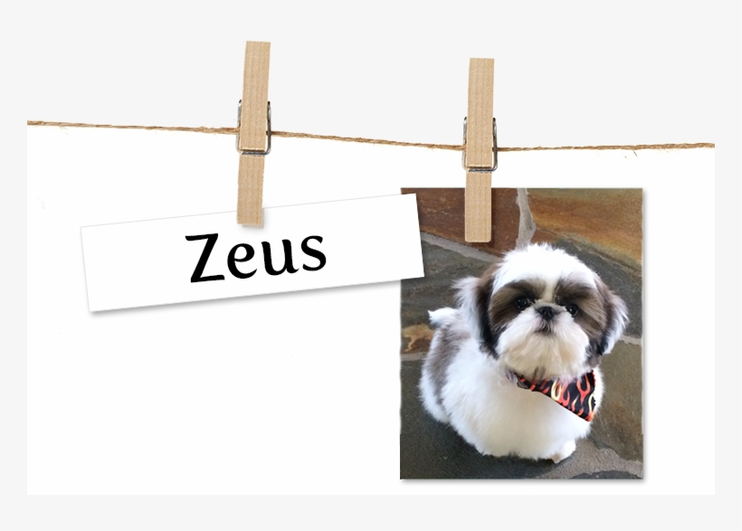Pet, transparent png