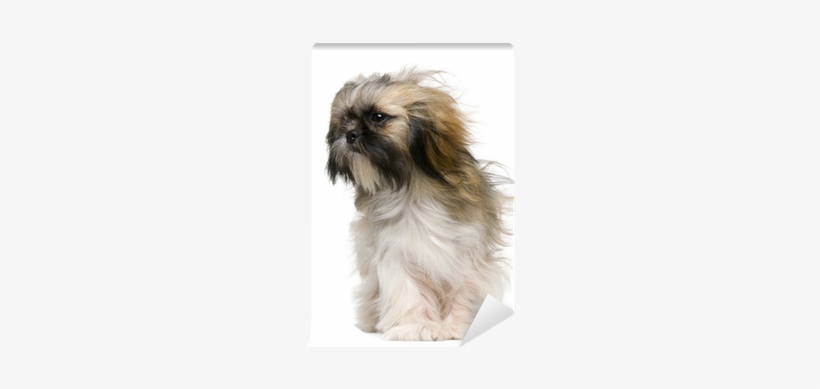 Shih Tzu, 1 Year Old, With Windblown Hair Wall Mural - Mal-shi, transparent png