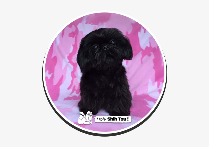 Lil' Kyloren - Shih-poo, transparent png