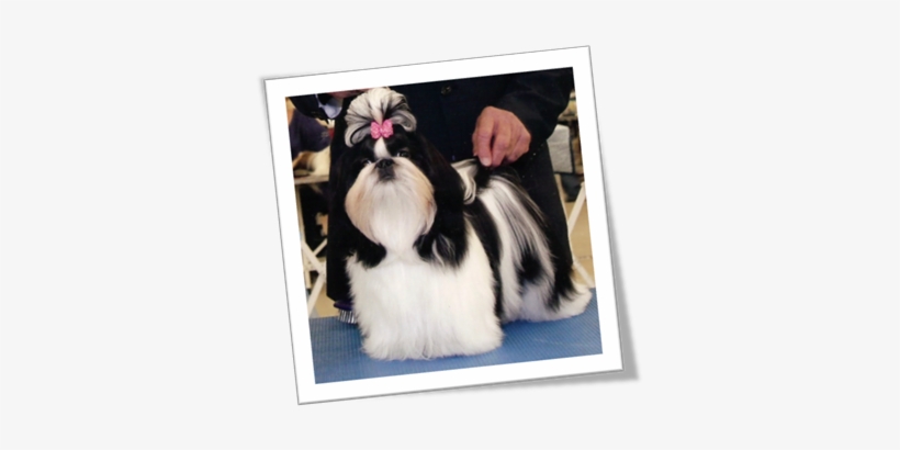 Shih Tzu, transparent png