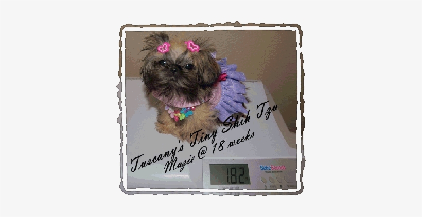 Mazie5mo-381x359 - Shih-poo, transparent png