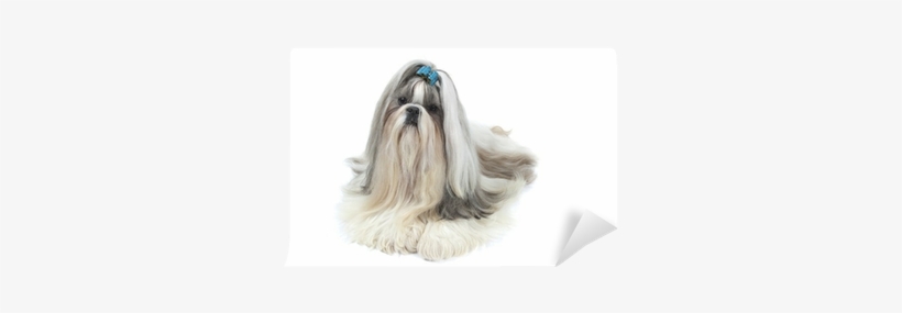 A Big Star Is Born - Shih Tzu, transparent png