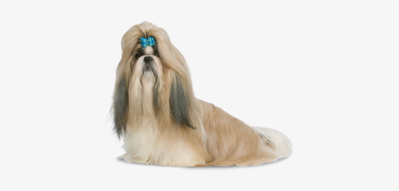 Shih-tzu - Shih Tzu, transparent png