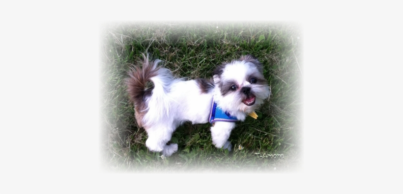 What A Handsome Little Man, And Look At Those Beautiful - Shih-poo, transparent png