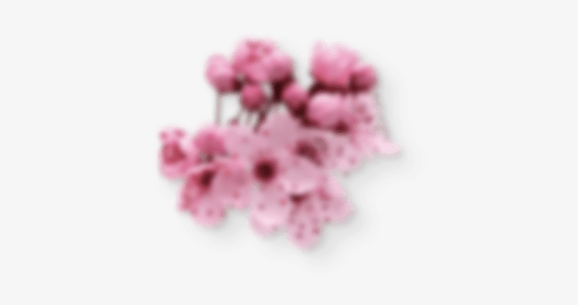 Left Side Sakura - Geranium, transparent png