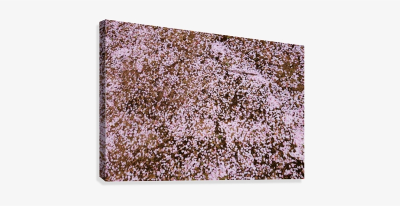 Sakura Petals Canvas Print - Cake, transparent png