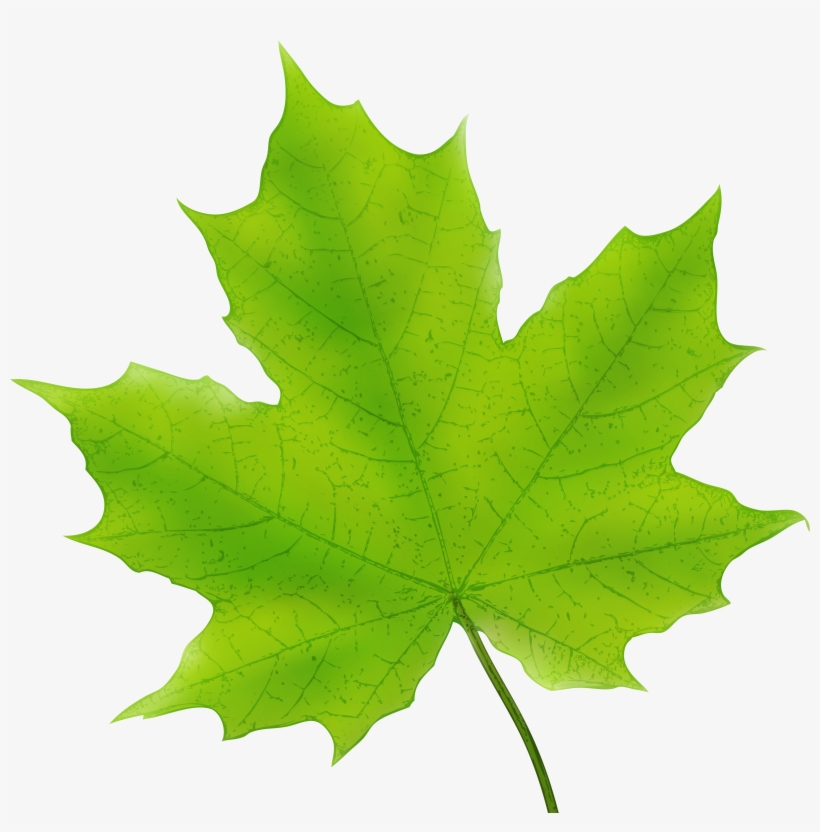 Maple Leaf Png Png Stock, transparent png