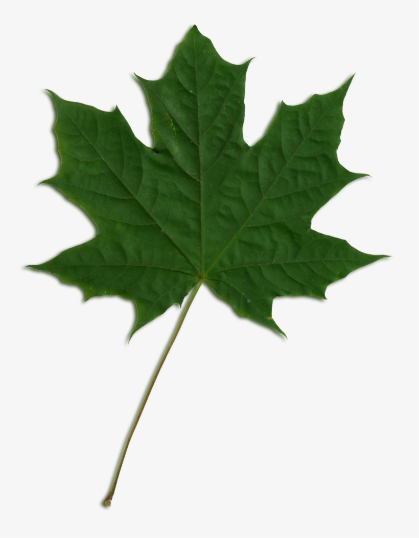 Green Maple Leaf Png Jpg Royalty Free Download - Maple Leaf Png Green, transparent png
