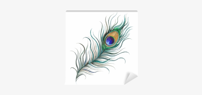 Plumes De Paon Aquarelle, transparent png