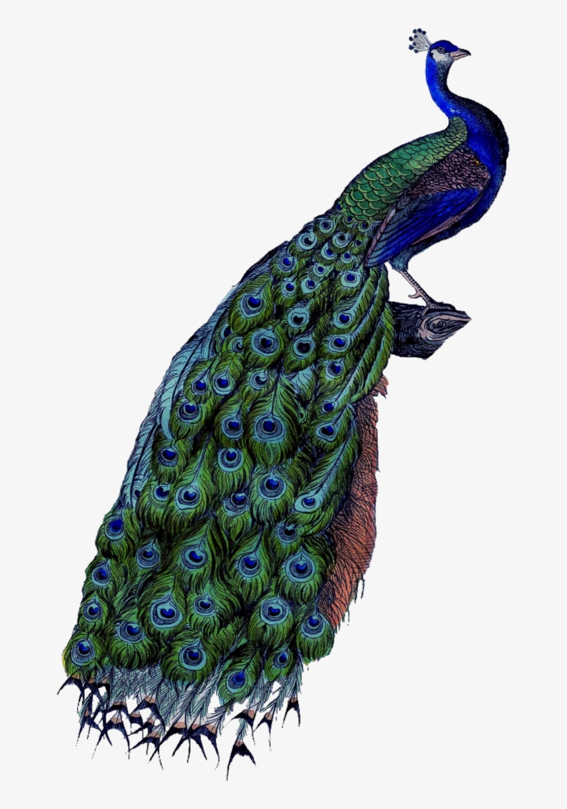 Image - Peacock Business Card, transparent png
