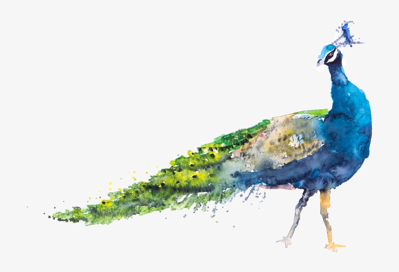 Peacock Watercolor, transparent png