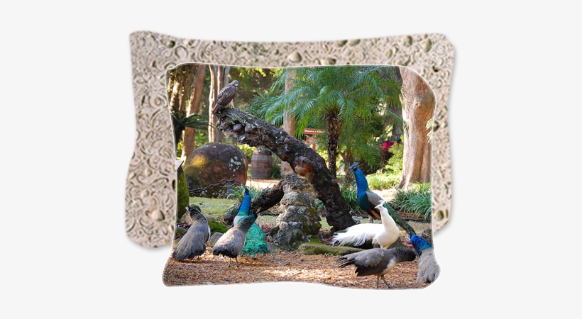 Peafowl In The Park - Youth Peacock, transparent png