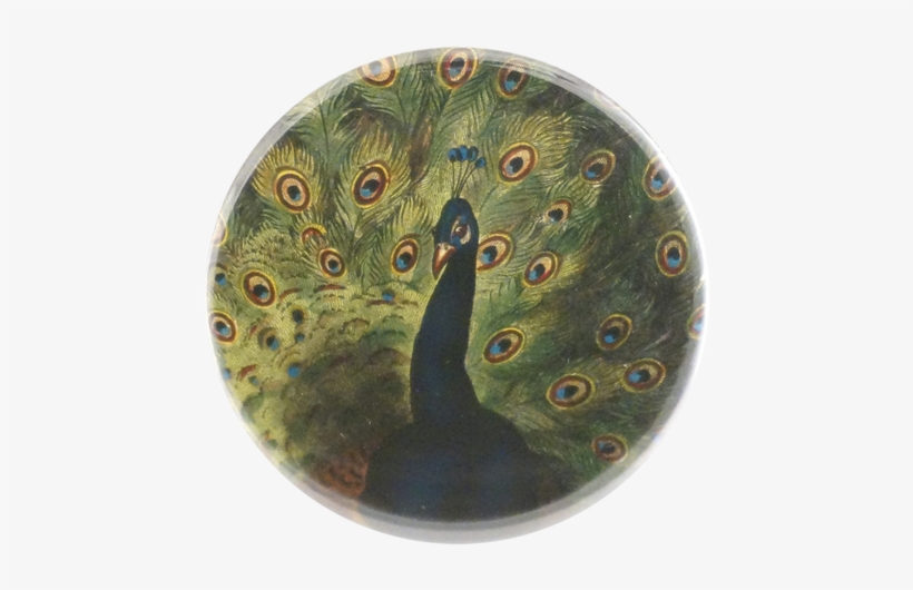 Collection Name - Peafowl, transparent png