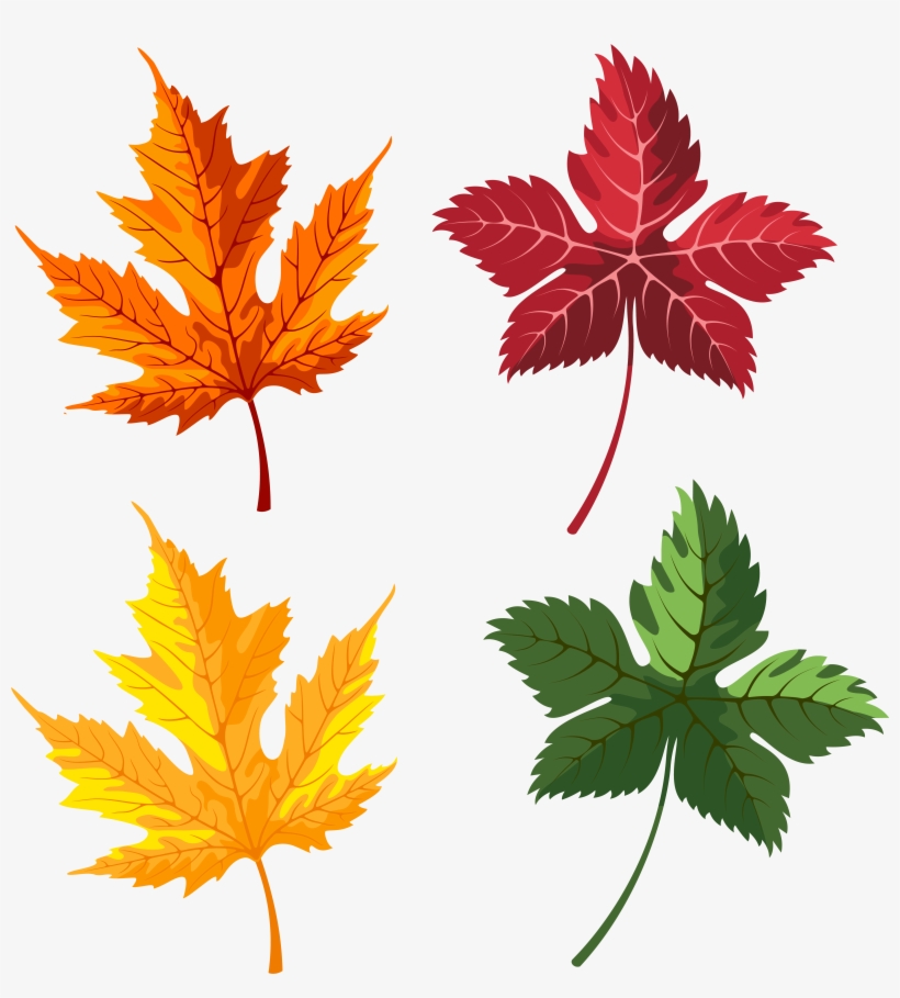 Leaves Png Image Gallery Yopriceville High View - Maple Leaf, transparent png