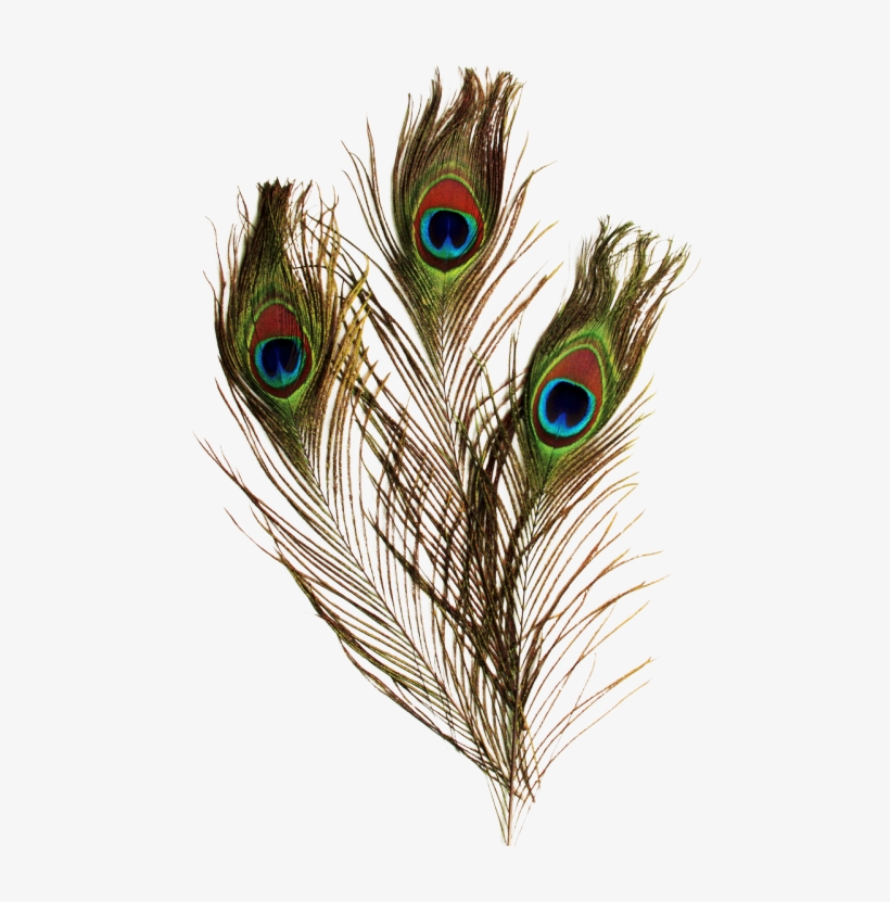 Peacock Feather Pictures - Chenille Kraft Peacock Feathers, 36" - 12 Pack, transparent png
