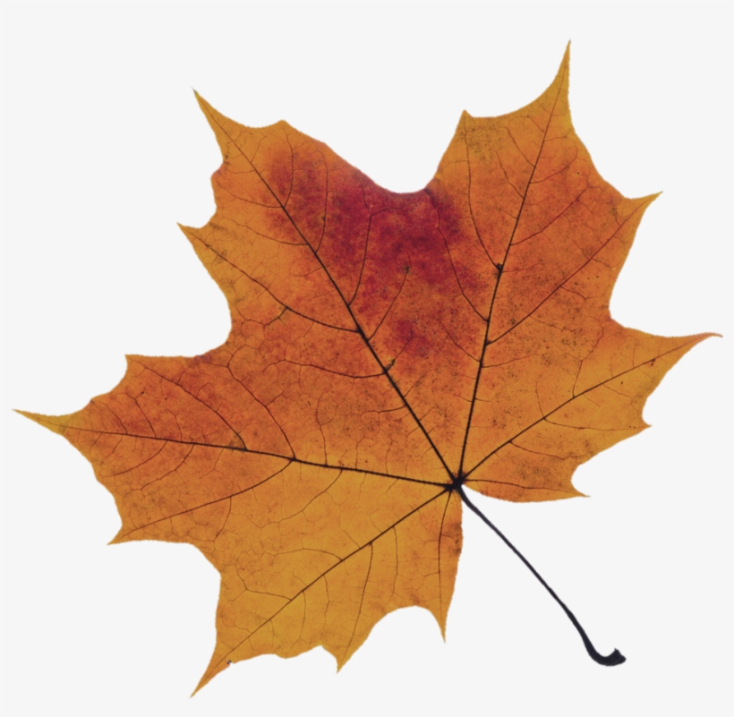 Orange-leaf - Maple Leaf, transparent png
