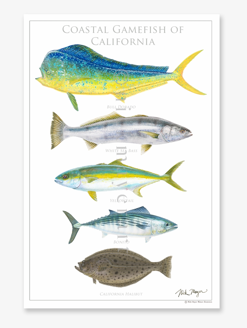 A Collection Of The Five Iconic Species Of California - White Sea Bass Art, transparent png