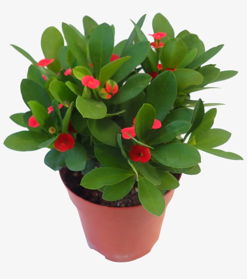 Crown Of Thorns Plant Png Graphic Library Download - Portable Network Graphics, transparent png