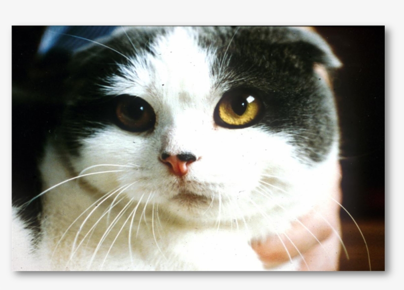 Cute And Condemned To Suffering It S - Australian Breed Of Cats, transparent png