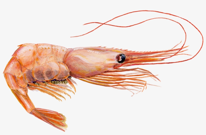 Greenland Halibut - Examples Of An Exoskeleton, transparent png