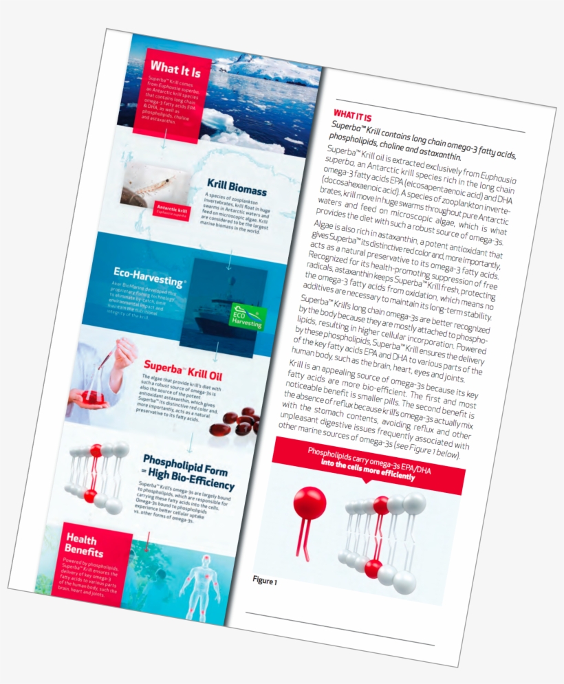 Superba Krill Brochure - Antarctic Krill, transparent png
