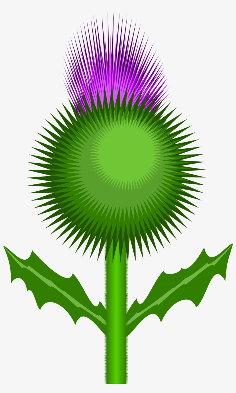 Scottish Thistle By @kevie, The Flower Of Scotland - Scottish Thistle No Background, transparent png