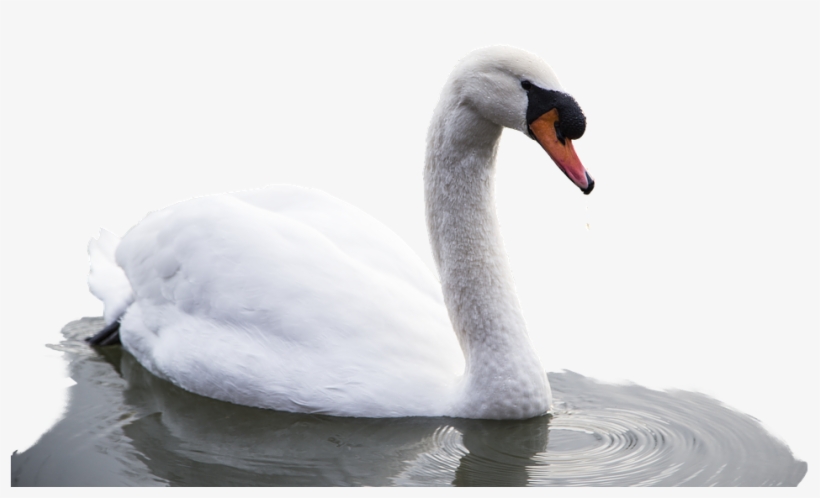 Animal, Bird, Swan, Water, Nature, White, Swim - Cygnini, transparent png