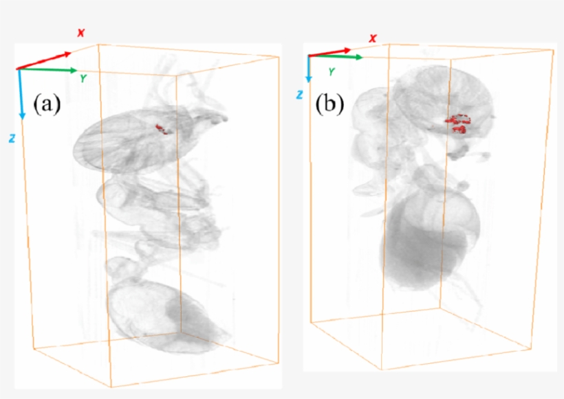 Three Dimensional X-ray Imaging Of Ucnps Inside Two - Common Fig, transparent png