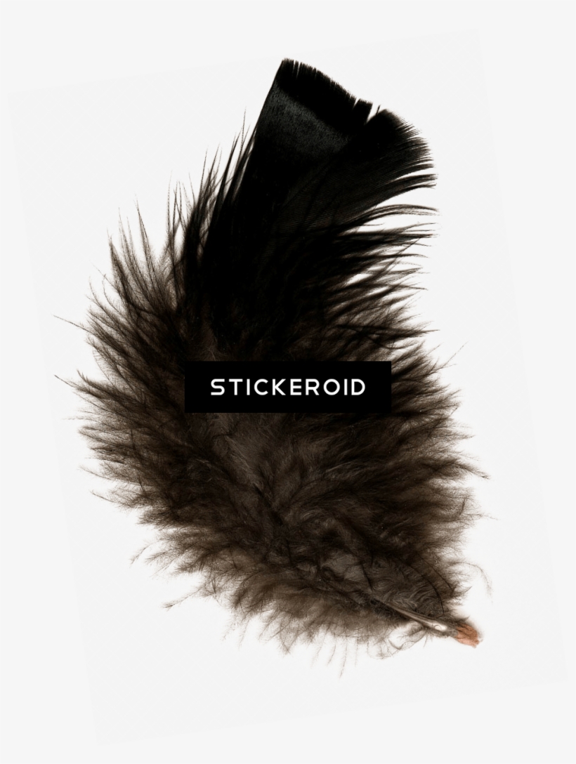 Feather Black - Black Feather Png, transparent png