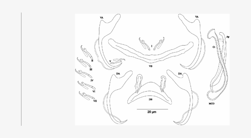 Da, Dorsal Anchor - Sketch, transparent png