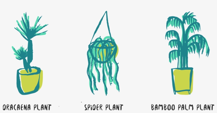 Here Are 6 Of The Best Plants Rated Out Of Five Stars - Illustration, transparent png