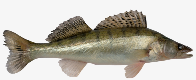 Download Catching Methods Pike Perch Fish 948x343 Png Download Pngkit