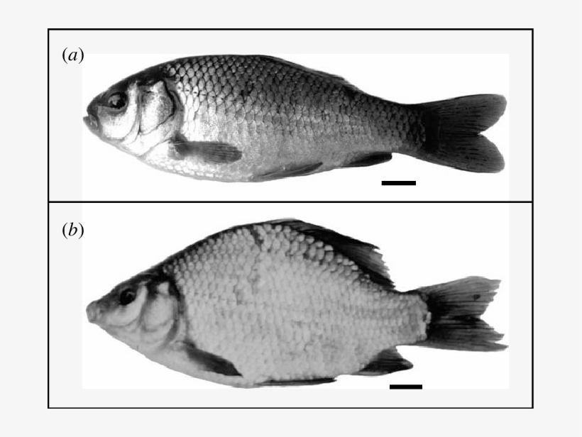 Crucian Carp From Ponds With And Without Predators - Phenotypic Plasticity Examples, transparent png