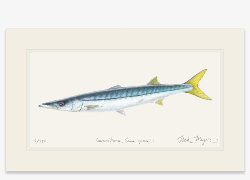 Graphic Royalty Free Barracuda Drawing Pike - Pike, California, transparent png