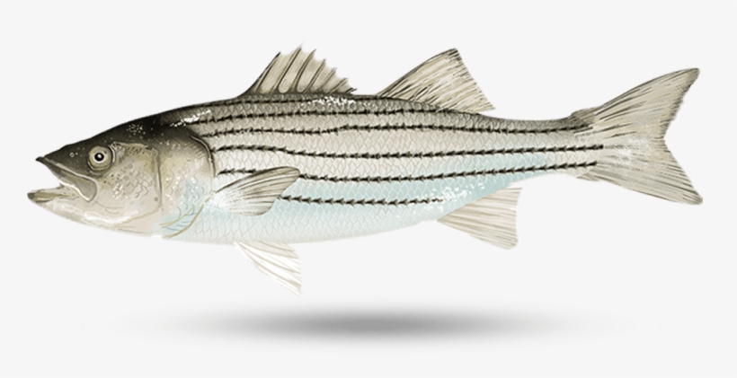 White Striped Bass - Atlantic Striped Bass, transparent png