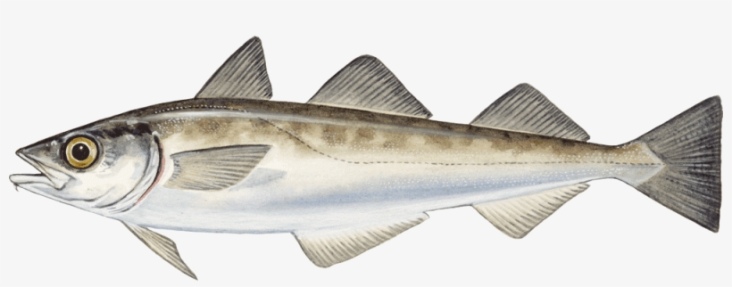 Alaskan Pollock Theragra Chalcogramma El - Theragra Chalcogramma, transparent png