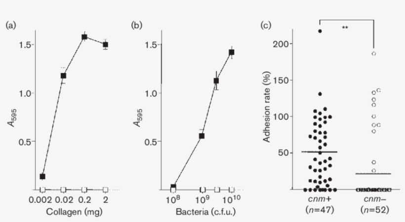 Collagen-binding Properties Of S - Diagram, transparent png