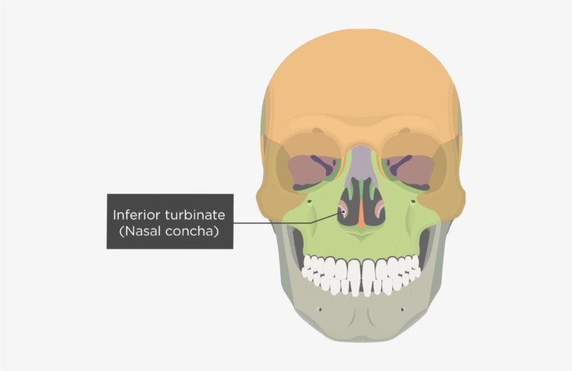 Inferior Turbinate Bone Anterior View Labeled Colored - Skull Bone Markings, transparent png